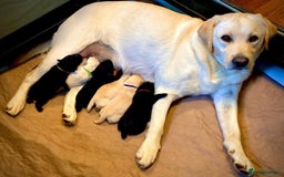 Labrador Retriever dogs for sale: Black and Yellow Labrador Puppies - Image 3
