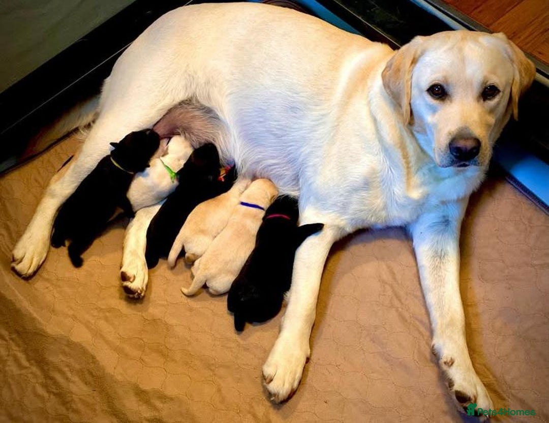 Labrador Retriever dogs for sale: Black and Yellow Labrador Puppies - Image 3
