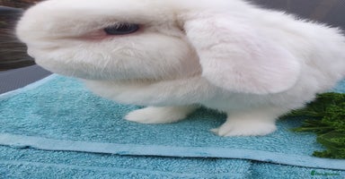 Mini Lop rabbits Spayed and neutered rabbits for adoption  - Advert 1