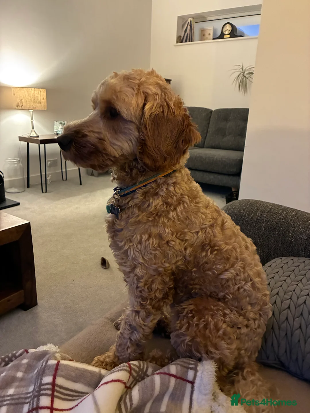 Cockapoo dogs for stud: F1 cockapoo  in Ashford - Advert 3