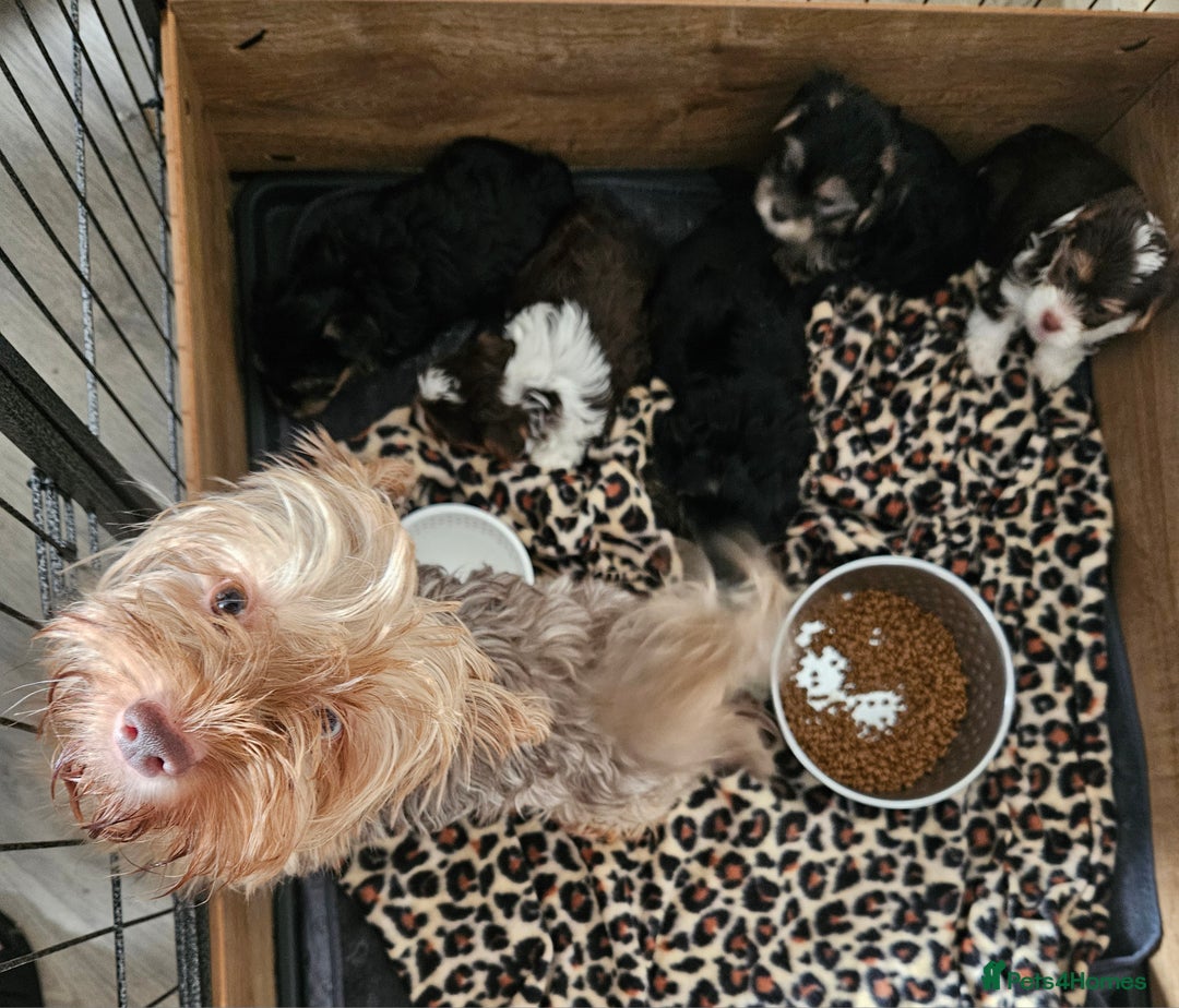 Yorkshire Terrier dogs for sale: DNA TESTED Father - Yorkshire Terrier puppies  - Image 40