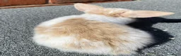 Mini Lop rabbits for sale: STUNNING PURE BREED MINI LOPS  - Advert 7