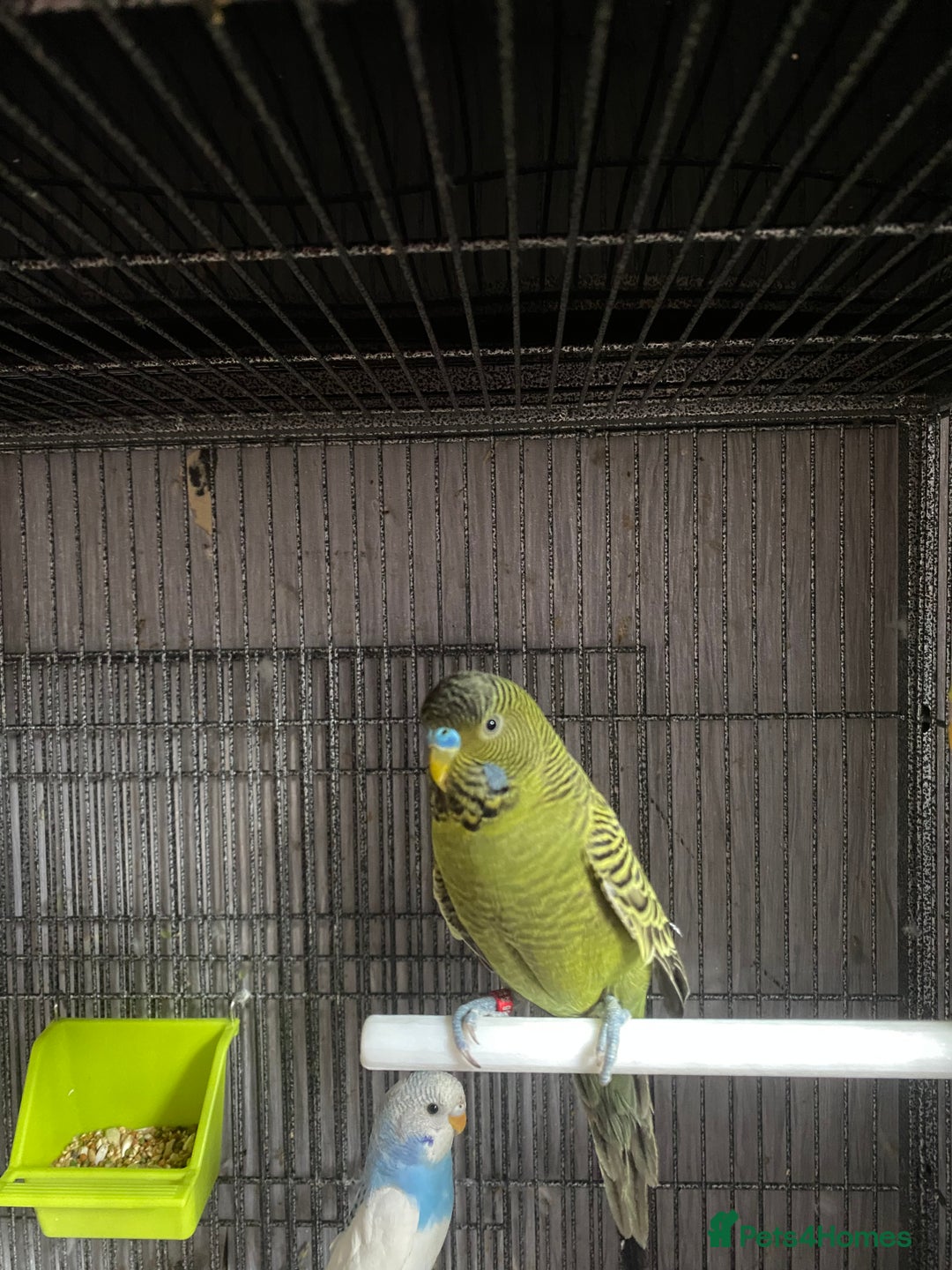 Lovebirds birds for sale: 3 pairs of budgies - Image 8