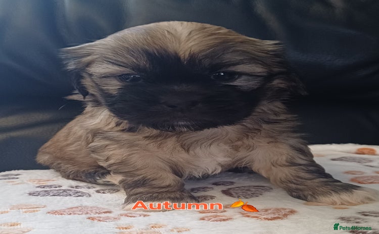 Shih Tzu dogs - Advert 11