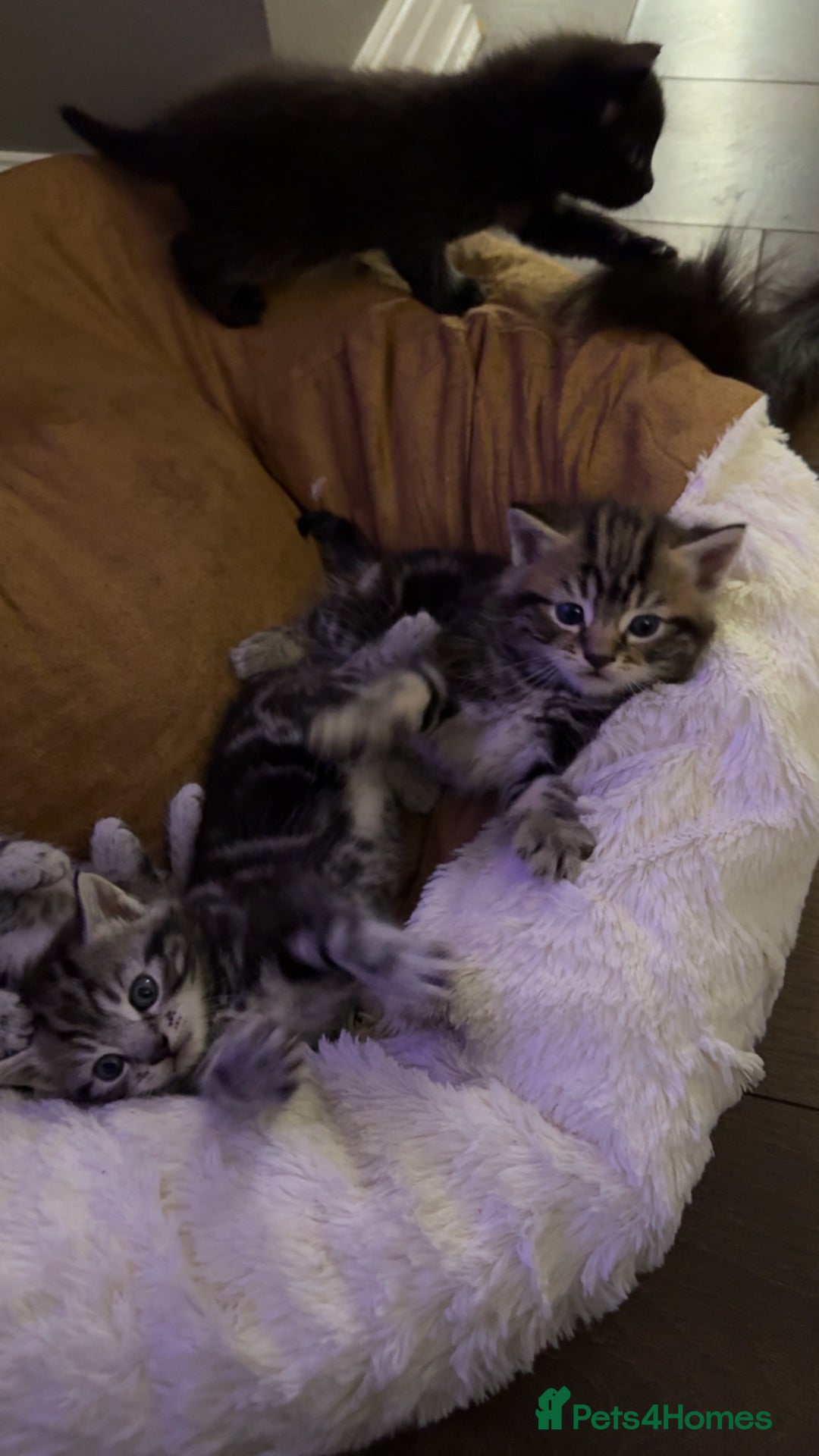 Mixed Breed cats for sale: 5 cute kittens for sale.  - Image 24