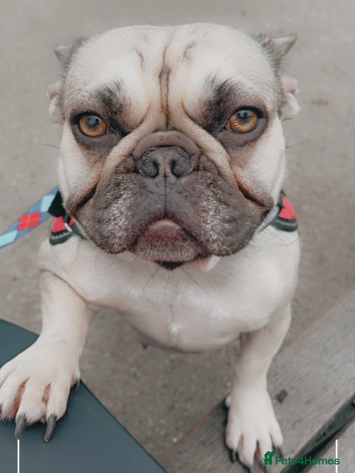 French Bulldog dogs French bulldog female  - Advert 1