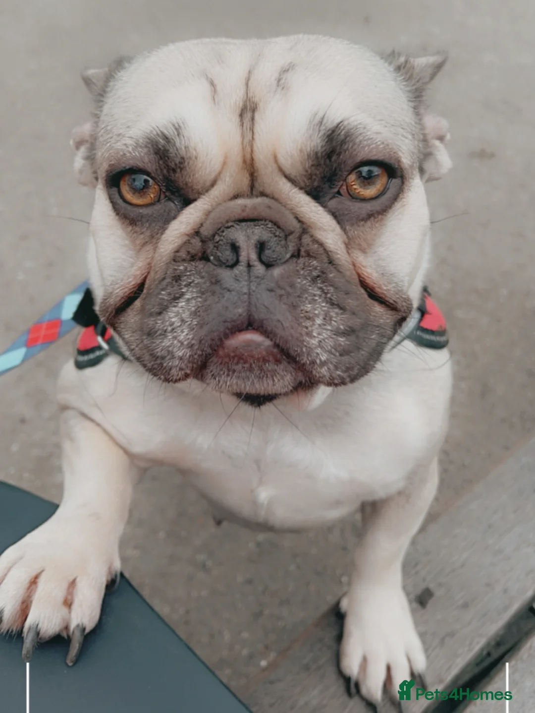 French Bulldog dogs for sale: French bulldog female  - Advert 1