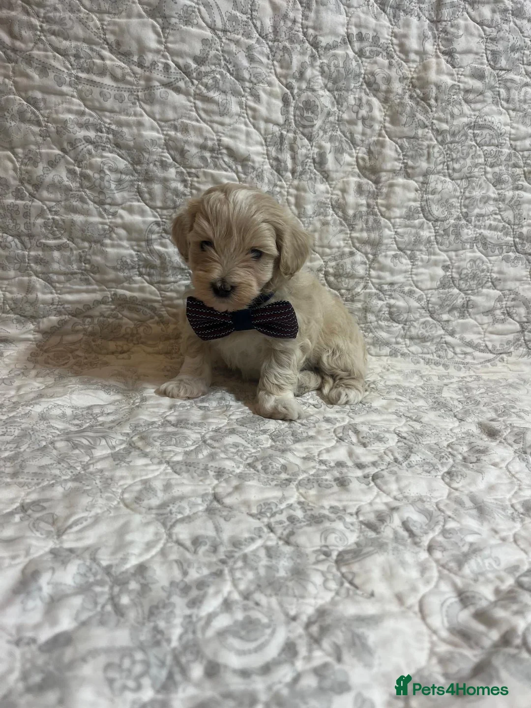 Maltipoo dogs for sale: 🤩2 stunning f1 Maltipoo 🤩 - Advert 7