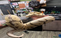 Python Snake reptiles for sale: Two pythons  - Image 4
