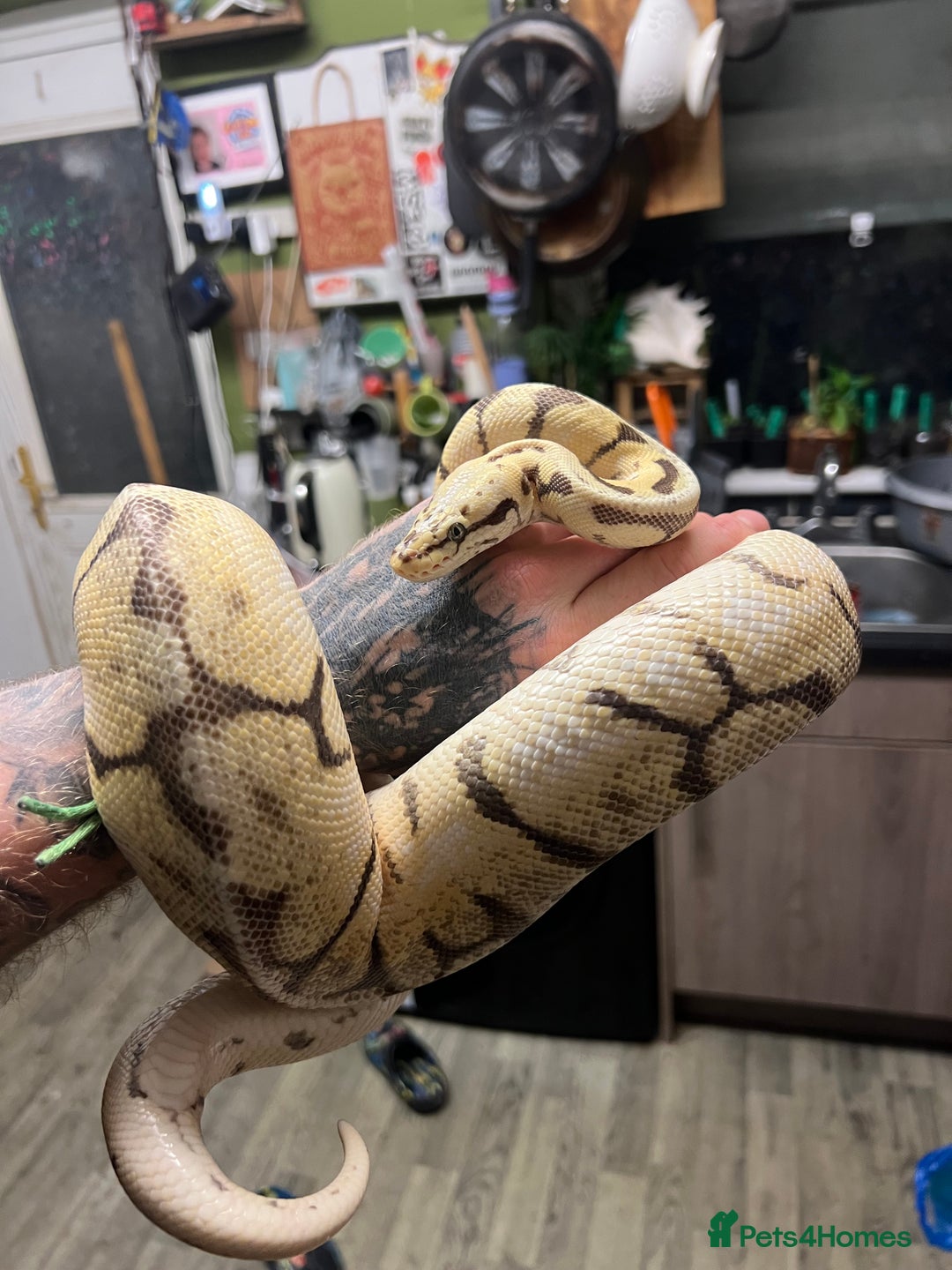 Python Snake reptiles for sale: Two pythons  - Image 4