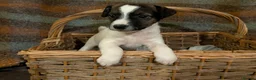 Jack Russell dogs for sale: Traditional Jack Russell terrier pups in Whitchurch - Advert 25