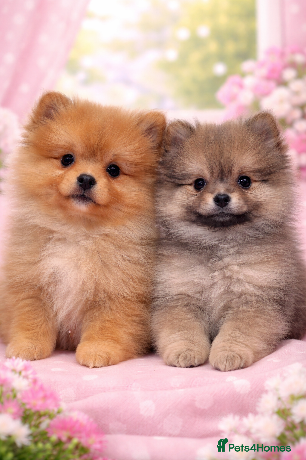 Pomeranian dogs Kc reg stunning pomeranians  - Advert 6