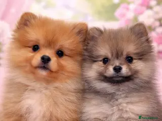 Pomeranian dogs Kc reg stunning pomeranians - Advert 6