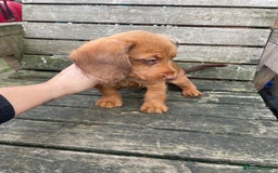 Miniature Dachshund dogs for sale: Long hair miniature female  - Image 5