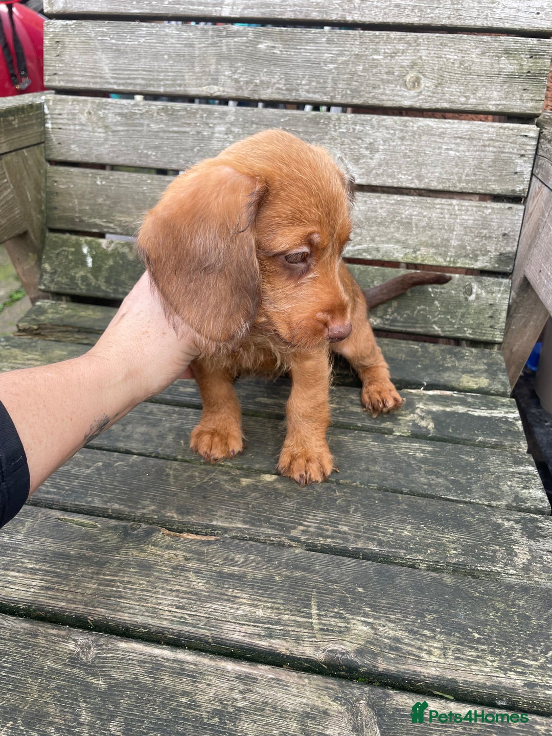 Miniature Dachshund dogs for sale: Long hair miniature female  - Image 5