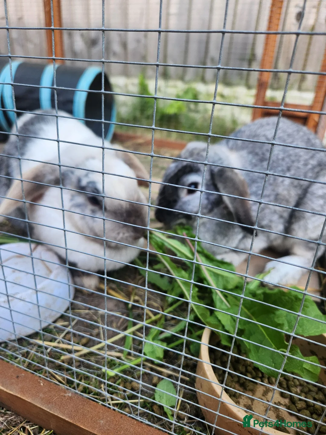 French Lop rabbits for sale: French Lop sisters  in Chester - Advert 2