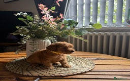 Cockapoo dogs for sale: Toy Cockapoo Puppies, Family Raised, Sweet Natured - Image 4