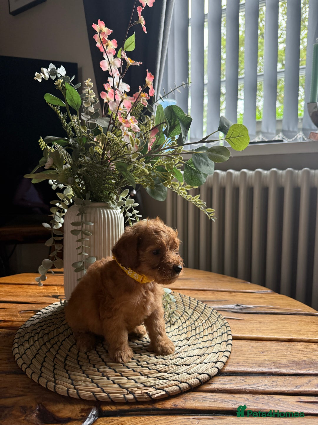 Cockapoo dogs for sale: Toy Cockapoo Puppies, Family Raised, Sweet Natured - Image 4