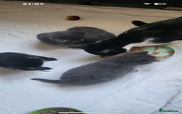British Shorthair cats for sale: 2 beautiful male kittens for sale!  - Image 5