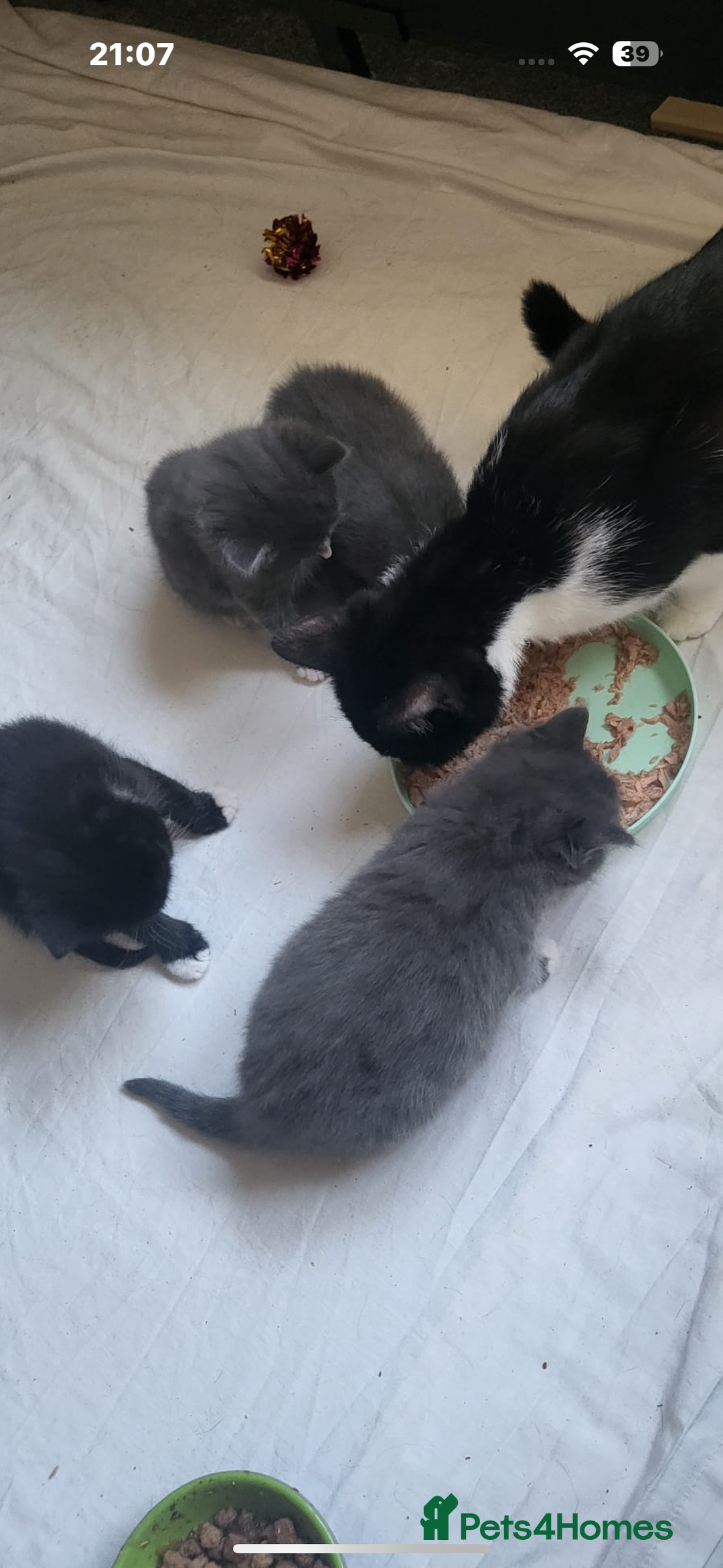 British Shorthair cats for sale: 2 beautiful male kittens for sale!  - Image 5