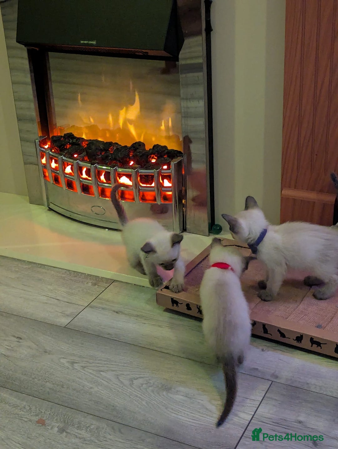 Siamese cats for sale: Your Heart Will Melt! Amazing Siamese Kittens! - Image 3