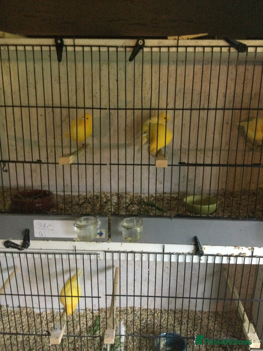Canaries birds for sale: Canaries - Image 6