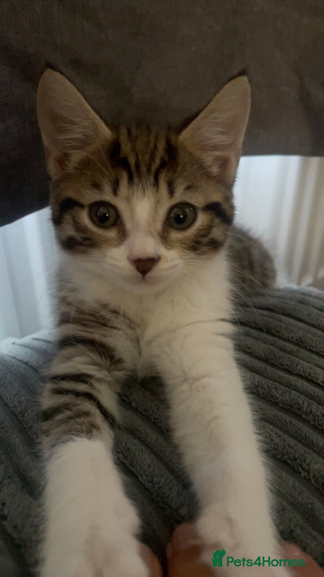 Mixed Breed cats Bengal cross 9 week old male  - Advert 3