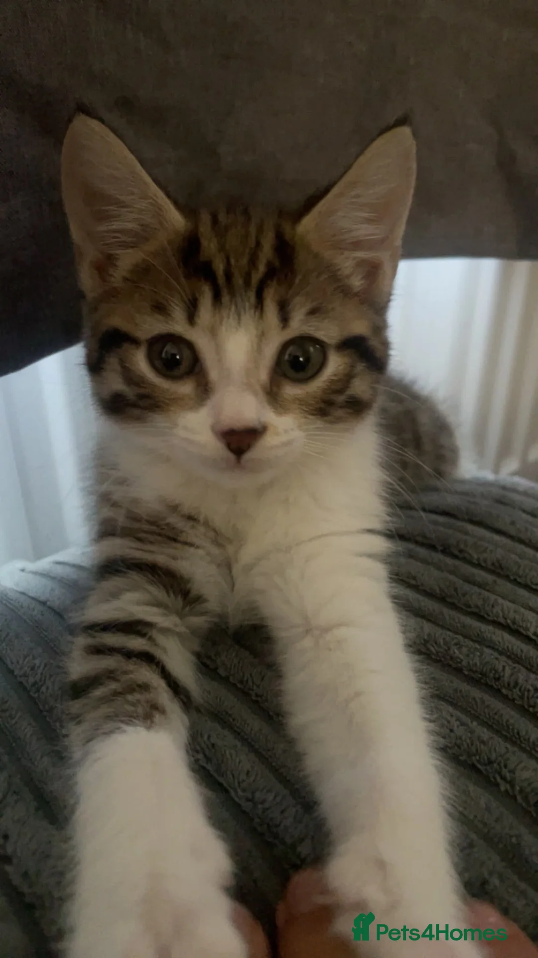 Mixed Breed cats for sale: Bengal cross 9 week old male  - Advert 1