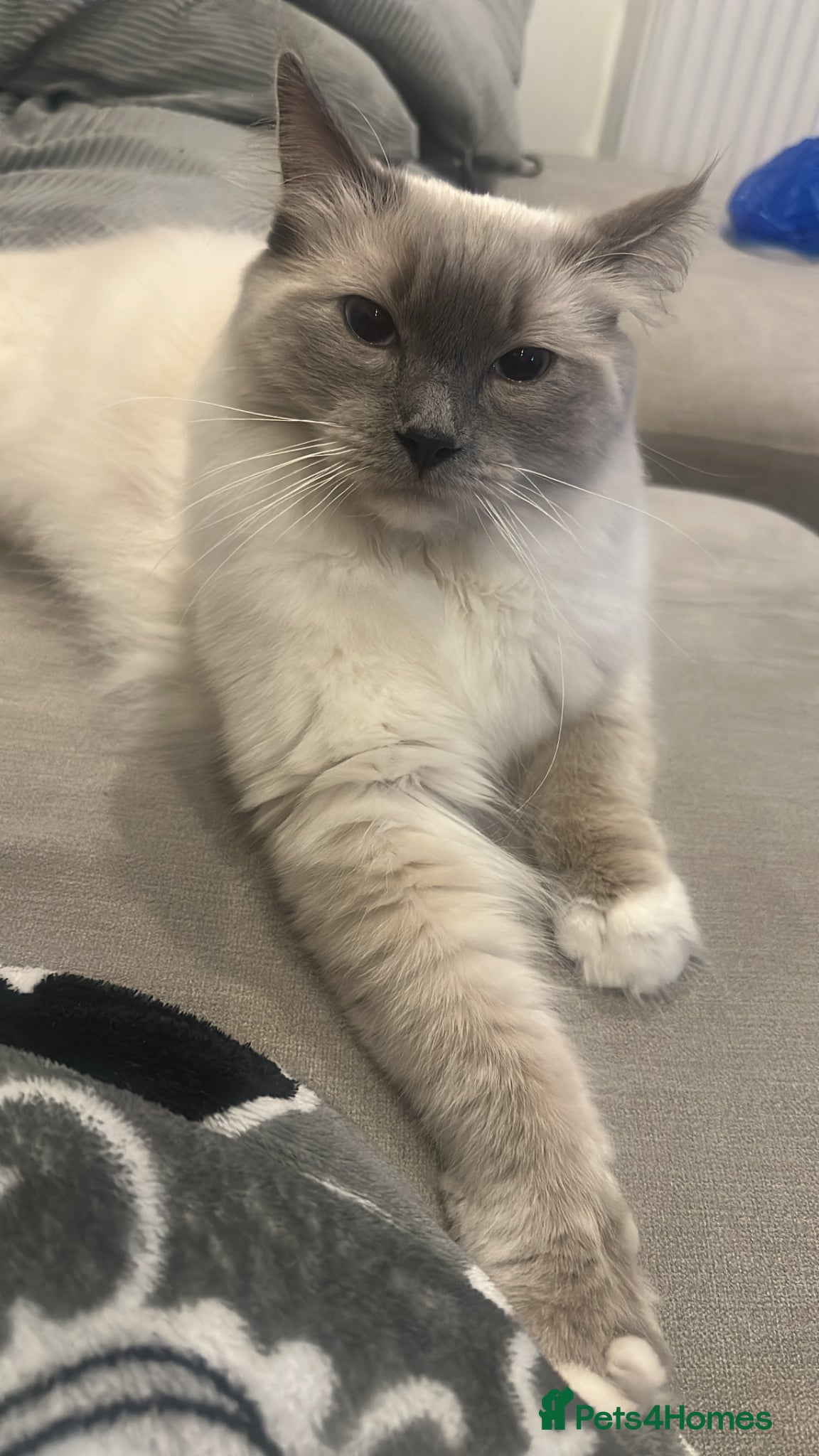 Ragdoll cats Beautiful 1-Year-Old Ragdoll Cat Looking for home. - Advert 1