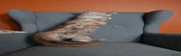 Maine Coon cats for sale: Maine coon 🧡🖤🩶 ready to leave - Advert 11