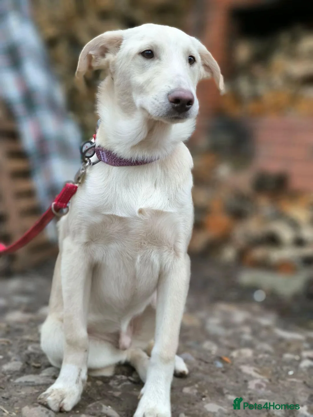 Mixed Breed dogs for adoption: 💙MOROZKO💙9 months Affectionate•Gentle•Puppy-like in Oxford - Advert 18