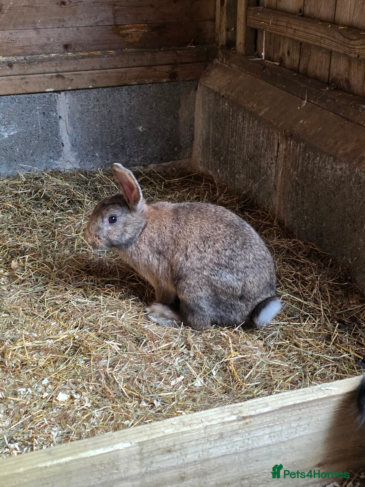 Mixed Breed rabbits Rabbits - Advert 9