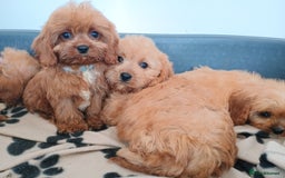 Cavapoo dogs for sale: Cavapoos  - Image 9