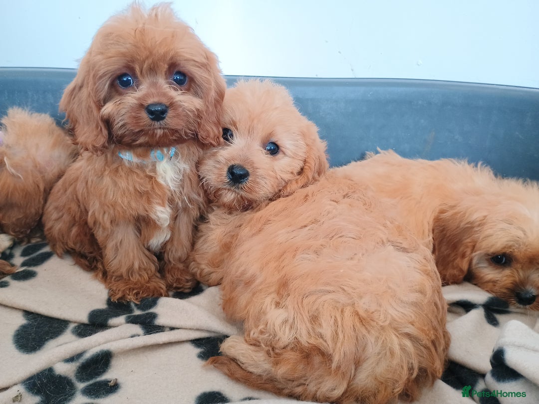 Cavapoo dogs for sale: Cavapoos  - Image 9