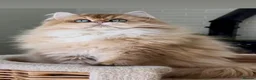 British Longhair cats for sale: Rare by12 Chocolate Golden Shaded BLH  - Advert 4