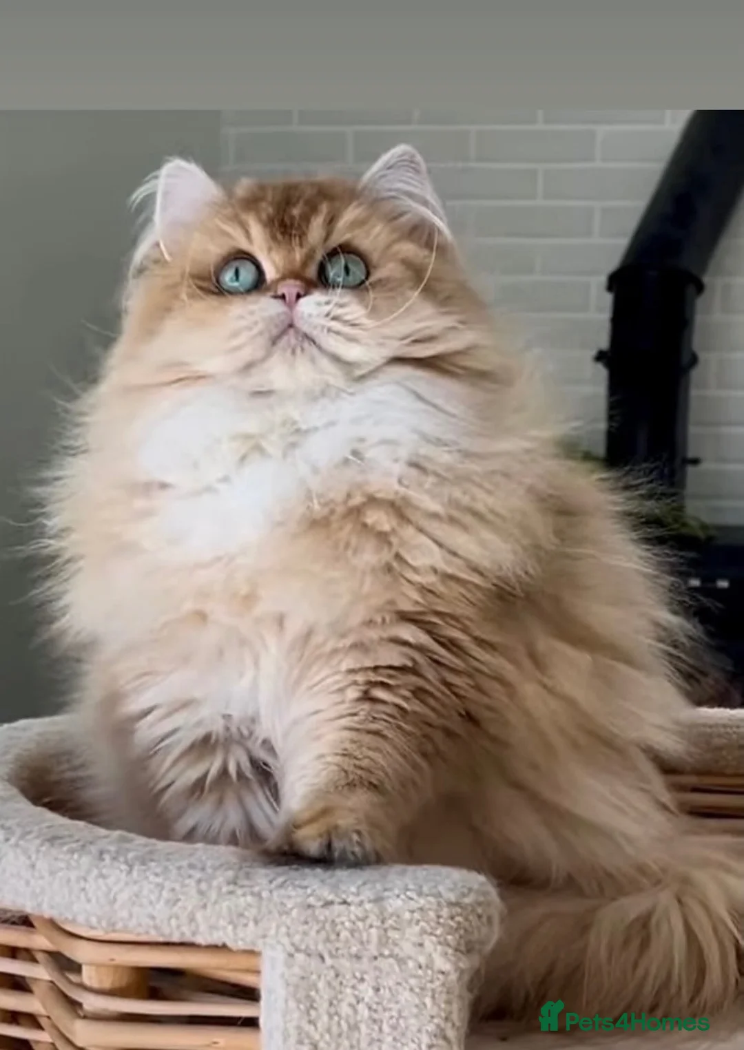 British Longhair cats for sale: Rare by12 Chocolate Golden Shaded BLH  - Advert 4