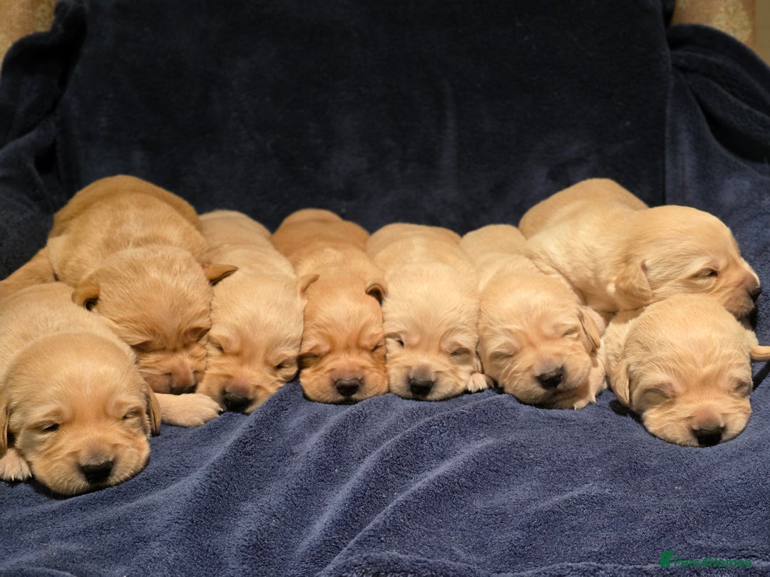 Goldador dogs for sale: Home-Raised Goldador Puppies Ready Soon 🐶 - Advert 1