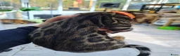 Bengal cats for sale: ❤️ Gorgeous Pure Bengal Babies! ❤️ - Advert 29