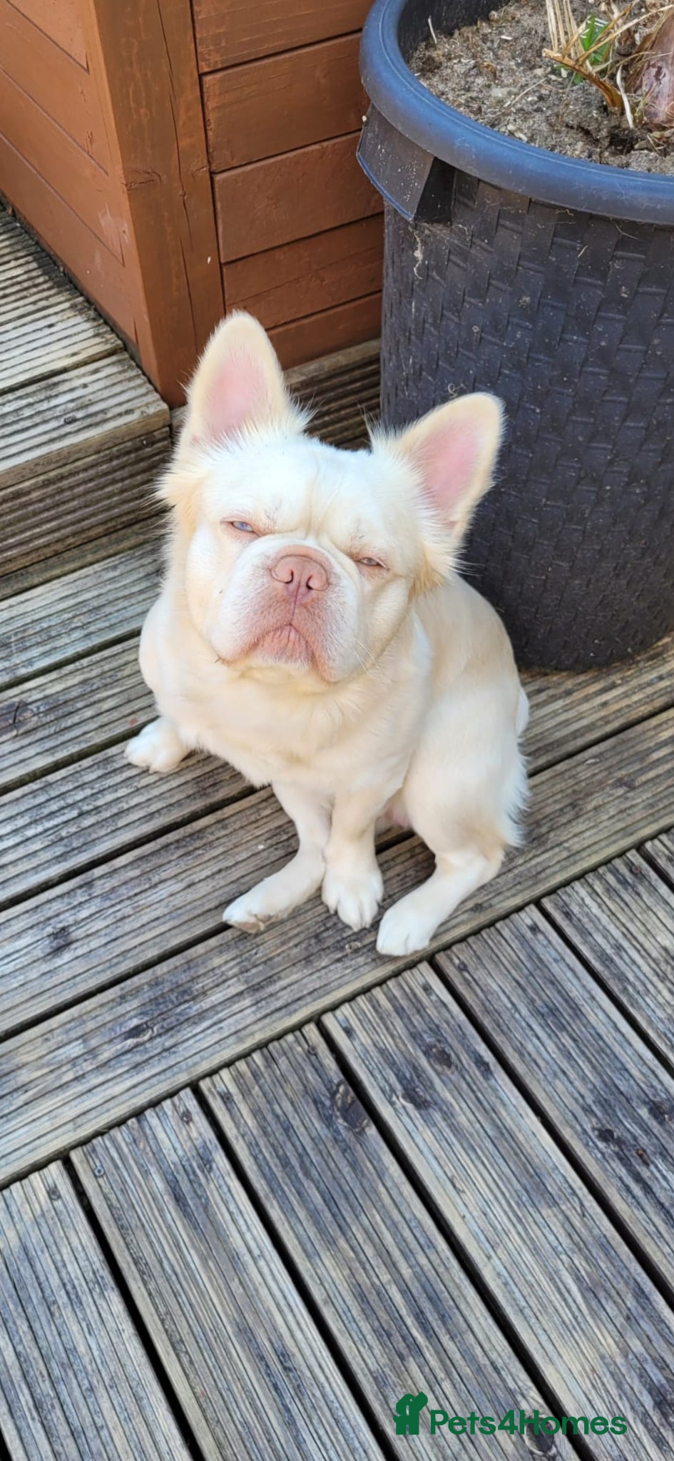 French Bulldog dogs for stud: JUNIOR FLUFFY DOUBLE CHOC MERLE WRAPPED IN CREAM  - Advert 1
