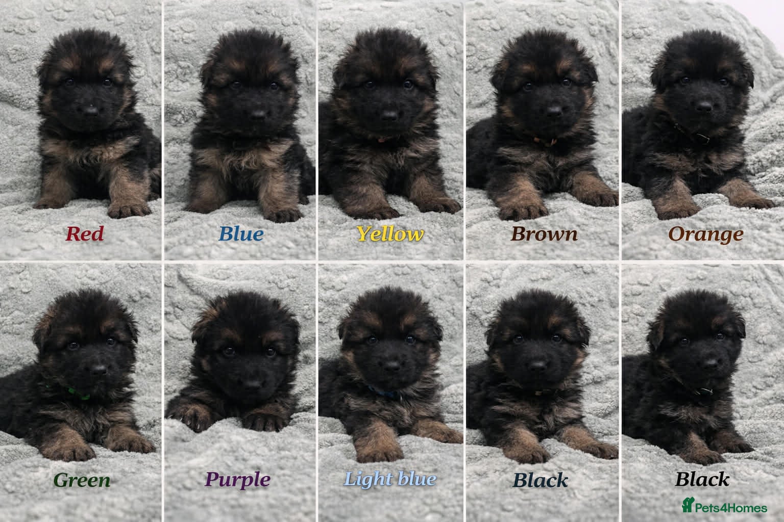 German Shepherd dogs Beautiful German Shepherd Puppies Kc Registered  - Advert 1