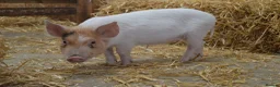 Pig livestock for sale: Mini/Micro Piglets 3 girls, 1 castrated male - Advert 6