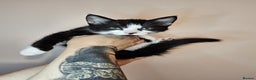 Mixed Breed cats for sale: Beautiful kittens looking for a forever homes - Advert 6