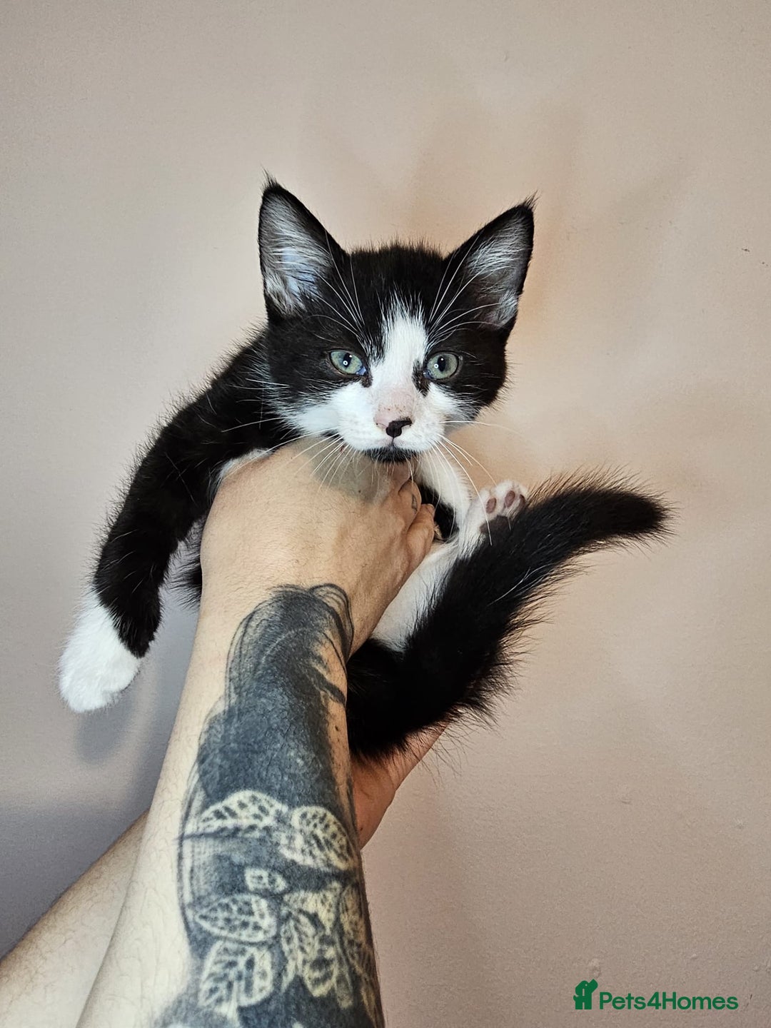 Mixed Breed cats for sale: Beautiful kittens looking for a forever homes - Advert 6