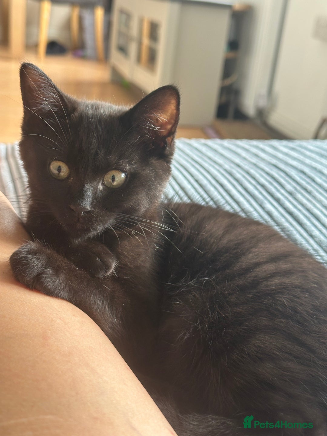 Maine Coon cats for sale: Kitten Maine Coons need rehoming asap in Port Talbot - Image 7