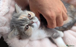 Exotic cats for sale: Beautiful exotic tourtie and white girl  - Image 2