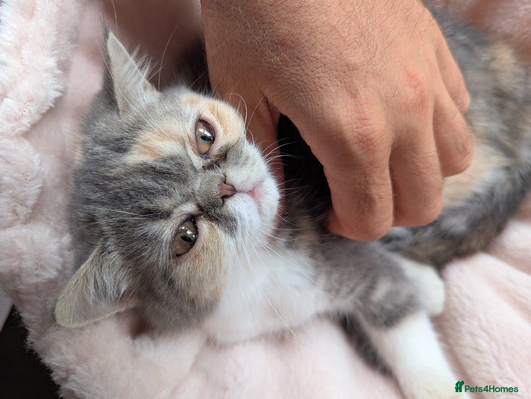 Exotic cats for sale: Beautiful exotic tourtie and white girl  - Image 2