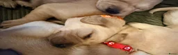 Labrador Retriever dogs for sale: Working Yellow Labrador Retriever Pups - Advert 7