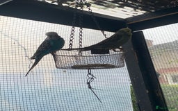 Budgerigars birds for sale: Exhibition style Budgies for sale - Image 6