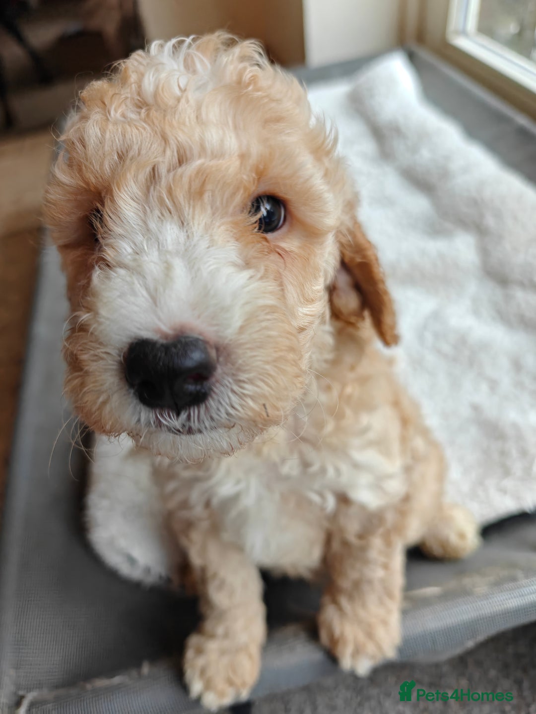 Cockapoo dogs for sale: Gorgous F1B Cockapoo Puppies ready 12th October  - Image 10