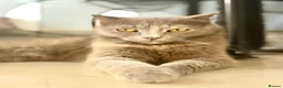 Arabian Mau cats for adoption: Bella  - Advert 5